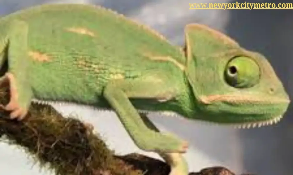 New York Metro Reptile Expo