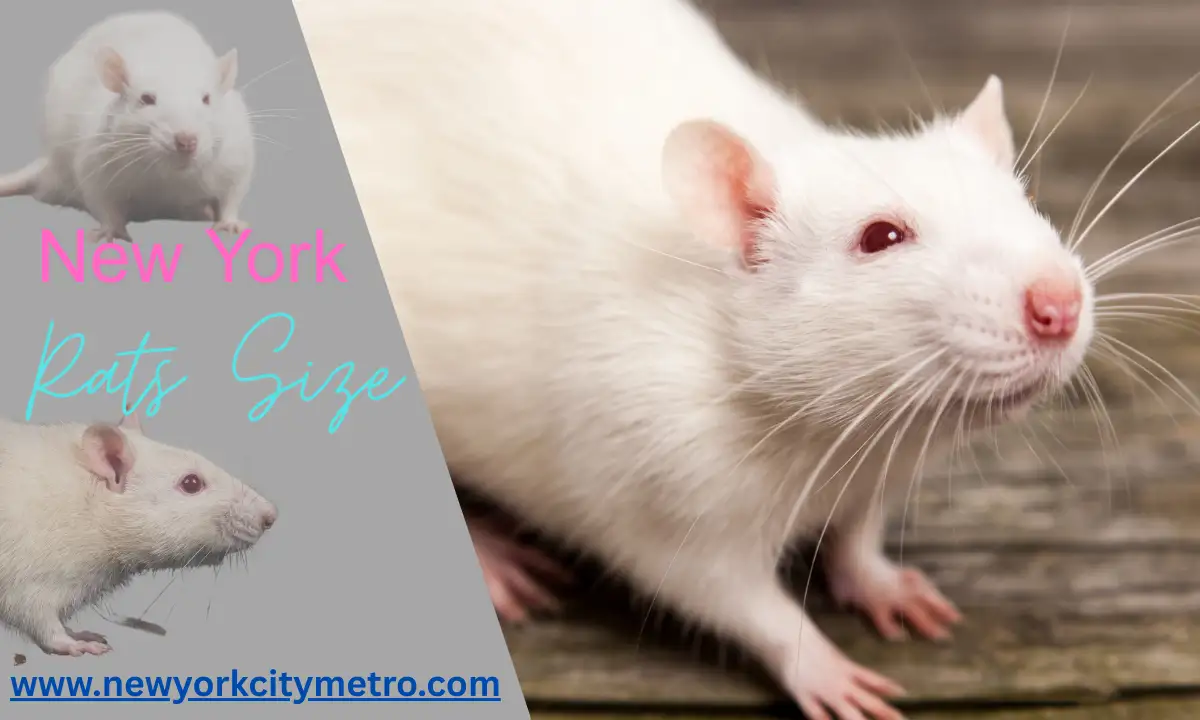 New York Rats Size